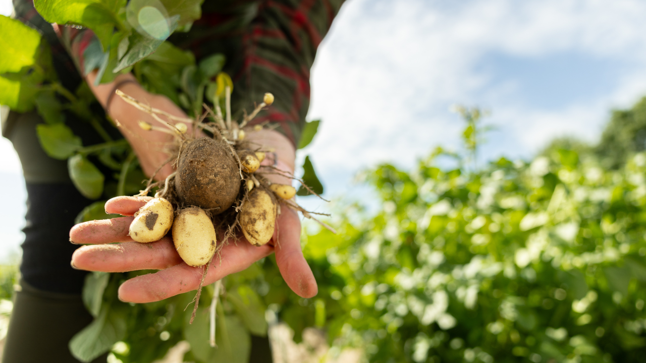 Auf dem Feld eines Ackerbaubetriebs hält ein Mensch frisch geerntete Qualitätskartoffeln in der Hand